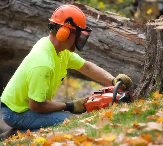 tree services Eolia